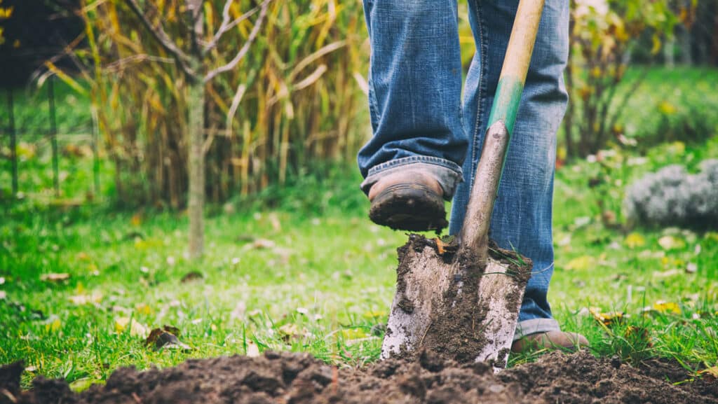 A close up of a person's foot thrusting a shovel into soil